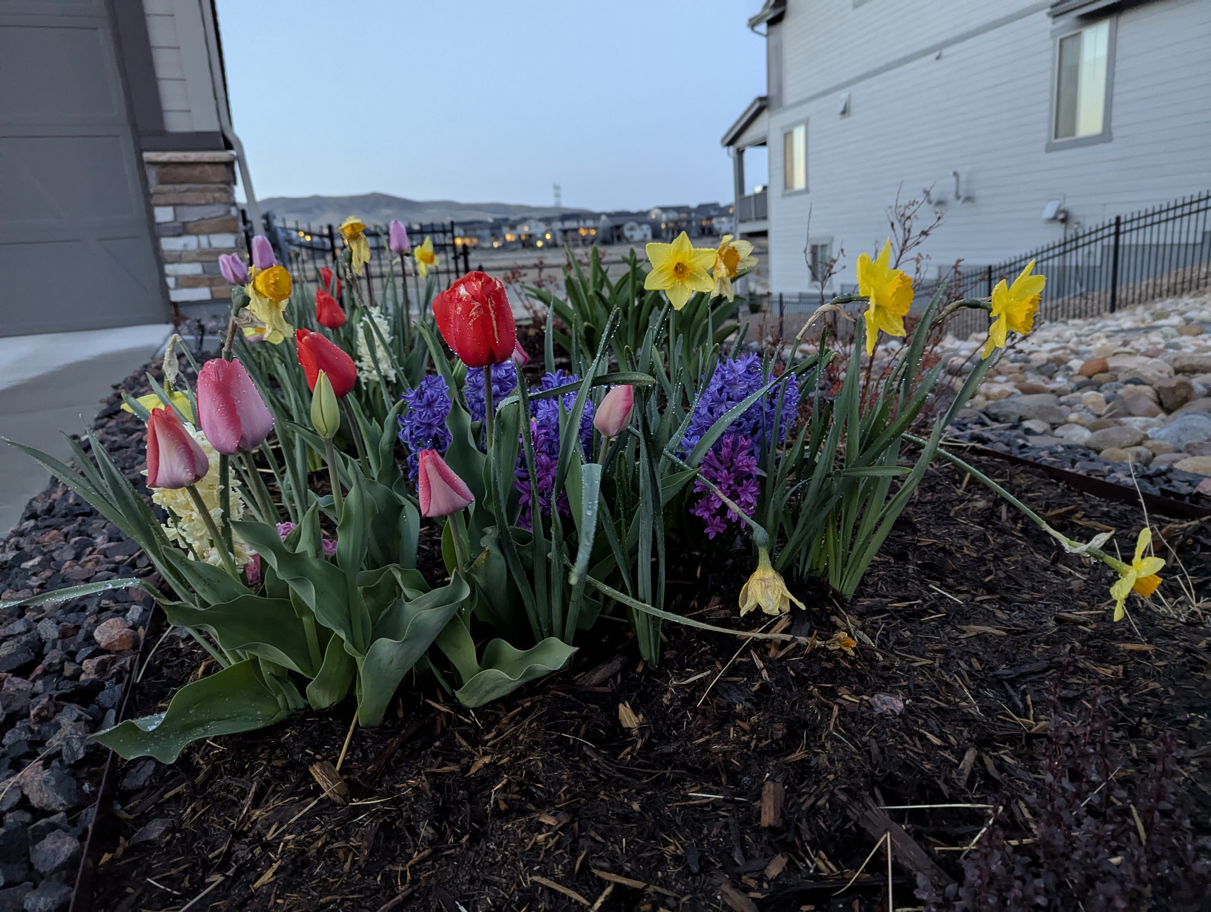 Garden, Flowers, Morrison, Colorado